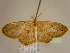  (Scopula AH24GhCa - BC ZSM Lep 96899)  @13 [ ] CreativeCommons - Attribution Non-Commercial Share-Alike (2017) SNSB, Staatliche Naturwissenschaftliche Sammlungen Bayerns ZSM (SNSB, Zoologische Staatssammlung Muenchen)