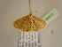  (Scopula acidalia - BC ZSM Lep 96915)  @14 [ ] CreativeCommons - Attribution Non-Commercial Share-Alike (2017) SNSB, Staatliche Naturwissenschaftliche Sammlungen Bayerns ZSM (SNSB, Zoologische Staatssammlung Muenchen)
