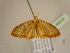  (Scopula AH12Ca - BC ZSM Lep 96918)  @14 [ ] CreativeCommons - Attribution Non-Commercial Share-Alike (2017) SNSB, Staatliche Naturwissenschaftliche Sammlungen Bayerns ZSM (SNSB, Zoologische Staatssammlung Muenchen)