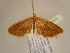  ( - BC ZSM Lep 96920)  @12 [ ] CreativeCommons - Attribution Non-Commercial Share-Alike (2017) SNSB, Staatliche Naturwissenschaftliche Sammlungen Bayerns ZSM (SNSB, Zoologische Staatssammlung Muenchen)