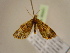  ( - BC ZSM Lep 96941)  @12 [ ] CreativeCommons - Attribution Non-Commercial Share-Alike (2017) SNSB, Staatliche Naturwissenschaftliche Sammlungen Bayerns ZSM (SNSB, Zoologische Staatssammlung Muenchen)
