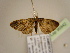  ( - BC ZSM Lep 96942)  @14 [ ] CreativeCommons - Attribution Non-Commercial Share-Alike (2017) SNSB, Staatliche Naturwissenschaftliche Sammlungen Bayerns ZSM (SNSB, Zoologische Staatssammlung Muenchen)
