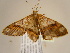  ( - BC ZSM Lep 97147)  @13 [ ] CreativeCommons - Attribution Non-Commercial Share-Alike (2017) SNSB, Staatliche Naturwissenschaftliche Sammlungen Bayerns ZSM (SNSB, Zoologische Staatssammlung Muenchen)