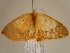  ( - BC ZSM Lep 97159)  @13 [ ] CreativeCommons - Attribution Non-Commercial Share-Alike (2017) SNSB, Staatliche Naturwissenschaftliche Sammlungen Bayerns ZSM (SNSB, Zoologische Staatssammlung Muenchen)