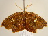  (Spidia - BC ZSM Lep 97173)  @14 [ ] CreativeCommons - Attribution Non-Commercial Share-Alike (2017) SNSB, Staatliche Naturwissenschaftliche Sammlungen Bayerns ZSM (SNSB, Zoologische Staatssammlung Muenchen)