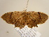  (Epiplema AH03Ca - BC ZSM Lep 97177)  @13 [ ] CreativeCommons - Attribution Non-Commercial Share-Alike (2017) SNSB, Staatliche Naturwissenschaftliche Sammlungen Bayerns ZSM (SNSB, Zoologische Staatssammlung Muenchen)