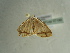  ( - BC ZSM Lep 97189)  @12 [ ] CreativeCommons - Attribution Non-Commercial Share-Alike (2017) SNSB, Staatliche Naturwissenschaftliche Sammlungen Bayerns ZSM (SNSB, Zoologische Staatssammlung Muenchen)