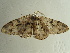  ( - BC ZSM Lep 97251)  @13 [ ] CreativeCommons - Attribution Non-Commercial Share-Alike (2017) SNSB, Staatliche Naturwissenschaftliche Sammlungen Bayerns ZSM (SNSB, Zoologische Staatssammlung Muenchen)