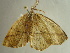  ( - BC ZSM Lep 97262)  @12 [ ] CreativeCommons - Attribution Non-Commercial Share-Alike (2017) SNSB, Staatliche Naturwissenschaftliche Sammlungen Bayerns ZSM (SNSB, Zoologische Staatssammlung Muenchen)