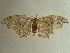  ( - BC ZSM Lep 97278)  @12 [ ] CreativeCommons - Attribution Non-Commercial Share-Alike (2017) SNSB, Staatliche Naturwissenschaftliche Sammlungen Bayerns ZSM (SNSB, Zoologische Staatssammlung Muenchen)