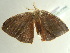  ( - BC ZSM Lep 97336)  @12 [ ] CreativeCommons - Attribution Non-Commercial Share-Alike (2017) SNSB, Staatliche Naturwissenschaftliche Sammlungen Bayerns ZSM (SNSB, Zoologische Staatssammlung Muenchen)