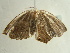  ( - BC ZSM Lep 97355)  @12 [ ] CreativeCommons - Attribution Non-Commercial Share-Alike (2017) SNSB, Staatliche Naturwissenschaftliche Sammlungen Bayerns ZSM (SNSB, Zoologische Staatssammlung Muenchen)