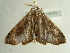  ( - BC ZSM Lep 97371)  @14 [ ] CreativeCommons - Attribution Non-Commercial Share-Alike (2017) SNSB, Staatliche Naturwissenschaftliche Sammlungen Bayerns ZSM (SNSB, Zoologische Staatssammlung Muenchen)