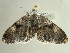  ( - BC ZSM Lep 97373)  @14 [ ] CreativeCommons - Attribution Non-Commercial Share-Alike (2017) SNSB, Staatliche Naturwissenschaftliche Sammlungen Bayerns ZSM (SNSB, Zoologische Staatssammlung Muenchen)