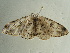  ( - BC ZSM Lep 97384)  @13 [ ] CreativeCommons - Attribution Non-Commercial Share-Alike (2017) SNSB, Staatliche Naturwissenschaftliche Sammlungen Bayerns ZSM (SNSB, Zoologische Staatssammlung Muenchen)