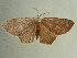  ( - BC ZSM Lep 97420)  @13 [ ] CreativeCommons - Attribution Non-Commercial Share-Alike (2017) SNSB, Staatliche Naturwissenschaftliche Sammlungen Bayerns ZSM (SNSB, Zoologische Staatssammlung Muenchen)