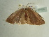  ( - BC ZSM Lep 97424)  @13 [ ] CreativeCommons - Attribution Non-Commercial Share-Alike (2017) SNSB, Staatliche Naturwissenschaftliche Sammlungen Bayerns ZSM (SNSB, Zoologische Staatssammlung Muenchen)