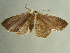  ( - BC ZSM Lep 97426)  @12 [ ] CreativeCommons - Attribution Non-Commercial Share-Alike (2017) SNSB, Staatliche Naturwissenschaftliche Sammlungen Bayerns ZSM (SNSB, Zoologische Staatssammlung Muenchen)