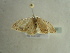  ( - BC ZSM Lep 97432)  @12 [ ] CreativeCommons - Attribution Non-Commercial Share-Alike (2017) SNSB, Staatliche Naturwissenschaftliche Sammlungen Bayerns ZSM (SNSB, Zoologische Staatssammlung Muenchen)