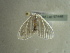  ( - BC ZSM Lep 97448)  @12 [ ] CreativeCommons - Attribution Non-Commercial Share-Alike (2017) SNSB, Staatliche Naturwissenschaftliche Sammlungen Bayerns ZSM (SNSB, Zoologische Staatssammlung Muenchen)