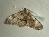  ( - BC ZSM Lep 97509)  @13 [ ] CreativeCommons - Attribution Non-Commercial Share-Alike (2017) SNSB, Staatliche Naturwissenschaftliche Sammlungen Bayerns ZSM (SNSB, Zoologische Staatssammlung Muenchen)