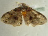  ( - BC ZSM Lep 97512)  @12 [ ] CreativeCommons - Attribution Non-Commercial Share-Alike (2017) SNSB, Staatliche Naturwissenschaftliche Sammlungen Bayerns ZSM (SNSB, Zoologische Staatssammlung Muenchen)