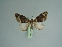  ( - BC ZSM Lep 97979)  @12 [ ] CreativeCommons - Attribution Non-Commercial Share-Alike (2017) SNSB, Staatliche Naturwissenschaftliche Sammlungen Bayerns ZSM (SNSB, Zoologische Staatssammlung Muenchen)