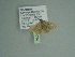  ( - BC ZSM Lep 98034)  @12 [ ] CreativeCommons - Attribution Non-Commercial Share-Alike (2017) SNSB, Staatliche Naturwissenschaftliche Sammlungen Bayerns ZSM (SNSB, Zoologische Staatssammlung Muenchen)