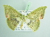  ( - BC ZSM Lep add 00217)  @11 [ ] CreativeCommons - Attribution Non-Commercial Share-Alike (2017) SNSB, Staatliche Naturwissenschaftliche Sammlungen Bayerns ZSM (SNSB, Zoologische Staatssammlung Muenchen)