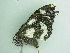  ( - BC ZSM Lep add 00226)  @11 [ ] CreativeCommons - Attribution Non-Commercial Share-Alike (2017) SNSB, Staatliche Naturwissenschaftliche Sammlungen Bayerns ZSM (SNSB, Zoologische Staatssammlung Muenchen)