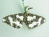  ( - BC ZSM Lep add 00227)  @11 [ ] CreativeCommons - Attribution Non-Commercial Share-Alike (2017) SNSB, Staatliche Naturwissenschaftliche Sammlungen Bayerns ZSM (SNSB, Zoologische Staatssammlung Muenchen)