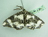  ( - BC ZSM Lep add 00228)  @11 [ ] CreativeCommons - Attribution Non-Commercial Share-Alike (2017) SNSB, Staatliche Naturwissenschaftliche Sammlungen Bayerns ZSM (SNSB, Zoologische Staatssammlung Muenchen)