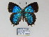  ( - CP Lep 736)  @14 [ ] CreativeCommons - Attribution Non-Commercial Share-Alike (2017) SNSB, Staatliche Naturwissenschaftliche Sammlungen Bayerns ZSM (SNSB, Zoologische Staatssammlung Muenchen)