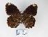  ( - CP Lep 814)  @11 [ ] CreativeCommons - Attribution Non-Commercial Share-Alike (2017) SNSB, Staatliche Naturwissenschaftliche Sammlungen Bayerns ZSM (SNSB, Zoologische Staatssammlung Muenchen)