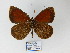 (Dangond dangondi - CP Lep 821)  @14 [ ] CreativeCommons - Attribution Non-Commercial Share-Alike (2017) SNSB, Staatliche Naturwissenschaftliche Sammlungen Bayerns ZSM (SNSB, Zoologische Staatssammlung Muenchen)
