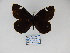  ( - CP Lep 867)  @11 [ ] CreativeCommons - Attribution Non-Commercial Share-Alike (2017) SNSB, Staatliche Naturwissenschaftliche Sammlungen Bayerns ZSM (SNSB, Zoologische Staatssammlung Muenchen)