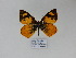  (Lymanopoda flammigera - CP Lep 871)  @13 [ ] CreativeCommons - Attribution Non-Commercial Share-Alike (2017) SNSB, Staatliche Naturwissenschaftliche Sammlungen Bayerns ZSM (SNSB, Zoologische Staatssammlung Muenchen)