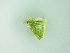  ( - BC ZSM Lep 101225)  @11 [ ] CreativeCommons - Attribution Non-Commercial Share-Alike (2017) SNSB, Staatliche Naturwissenschaftliche Sammlungen Bayerns ZSM (SNSB, Zoologische Staatssammlung Muenchen)