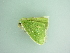  ( - BC ZSM Lep 101237)  @12 [ ] CreativeCommons - Attribution Non-Commercial Share-Alike (2017) SNSB, Staatliche Naturwissenschaftliche Sammlungen Bayerns ZSM (SNSB, Zoologische Staatssammlung Muenchen)