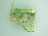 ( - BC ZSM Lep 101259)  @12 [ ] CreativeCommons - Attribution Non-Commercial Share-Alike (2017) SNSB, Staatliche Naturwissenschaftliche Sammlungen Bayerns ZSM (SNSB, Zoologische Staatssammlung Muenchen)