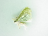  ( - BC ZSM Lep 101274)  @11 [ ] CreativeCommons - Attribution Non-Commercial Share-Alike (2017) SNSB, Staatliche Naturwissenschaftliche Sammlungen Bayerns ZSM (SNSB, Zoologische Staatssammlung Muenchen)