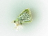  ( - BC ZSM Lep 101305)  @11 [ ] CreativeCommons - Attribution Non-Commercial Share-Alike (2017) SNSB, Staatliche Naturwissenschaftliche Sammlungen Bayerns ZSM (SNSB, Zoologische Staatssammlung Muenchen)