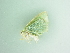  ( - BC ZSM Lep 101351)  @11 [ ] CreativeCommons - Attribution Non-Commercial Share-Alike (2017) SNSB, Staatliche Naturwissenschaftliche Sammlungen Bayerns ZSM (SNSB, Zoologische Staatssammlung Muenchen)