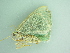  (Lophostola annuligeraAH01 - BC ZSM Lep 101352)  @13 [ ] CreativeCommons - Attribution Non-Commercial Share-Alike (2017) SNSB, Staatliche Naturwissenschaftliche Sammlungen Bayerns ZSM (SNSB, Zoologische Staatssammlung Muenchen)