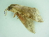  ( - BC ZSM Lep 101366)  @12 [ ] CreativeCommons - Attribution Non-Commercial Share-Alike (2017) SNSB, Staatliche Naturwissenschaftliche Sammlungen Bayerns ZSM (SNSB, Zoologische Staatssammlung Muenchen)