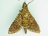  ( - BC ZSM Lep 101421)  @12 [ ] CreativeCommons - Attribution Non-Commercial Share-Alike (2017) SNSB, Staatliche Naturwissenschaftliche Sammlungen Bayerns ZSM (SNSB, Zoologische Staatssammlung Muenchen)
