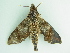  ( - BC ZSM Lep 101432)  @11 [ ] CreativeCommons - Attribution Non-Commercial Share-Alike (2017) SNSB, Staatliche Naturwissenschaftliche Sammlungen Bayerns ZSM (SNSB, Zoologische Staatssammlung Muenchen)