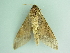 ( - BC ZSM Lep 101448)  @12 [ ] CreativeCommons - Attribution Non-Commercial Share-Alike (2017) SNSB, Staatliche Naturwissenschaftliche Sammlungen Bayerns ZSM (SNSB, Zoologische Staatssammlung Muenchen)