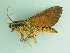  ( - BC ZSM Lep 101465)  @12 [ ] CreativeCommons - Attribution Non-Commercial Share-Alike (2017) SNSB, Staatliche Naturwissenschaftliche Sammlungen Bayerns ZSM (SNSB, Zoologische Staatssammlung Muenchen)