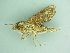  ( - BC ZSM Lep 101483)  @12 [ ] CreativeCommons - Attribution Non-Commercial Share-Alike (2017) SNSB, Staatliche Naturwissenschaftliche Sammlungen Bayerns ZSM (SNSB, Zoologische Staatssammlung Muenchen)